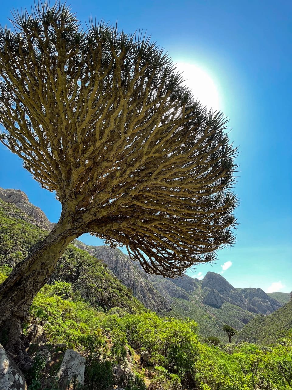 драконовое дерево на Сокотре