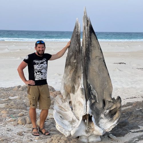 череп кита на берегу - Сокотра