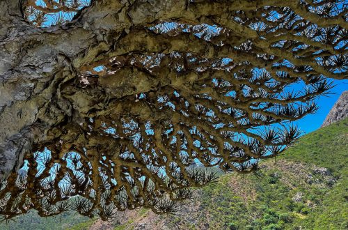 драцена - дерево острова Сокотра