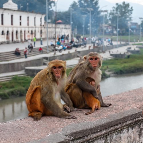 Мавпочки в Катманду