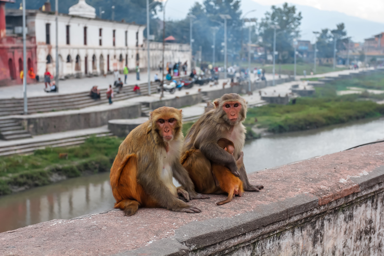 Мартышка в Катманду