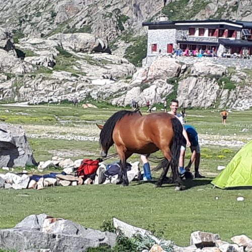 лошадь в лагере - Пиренеи