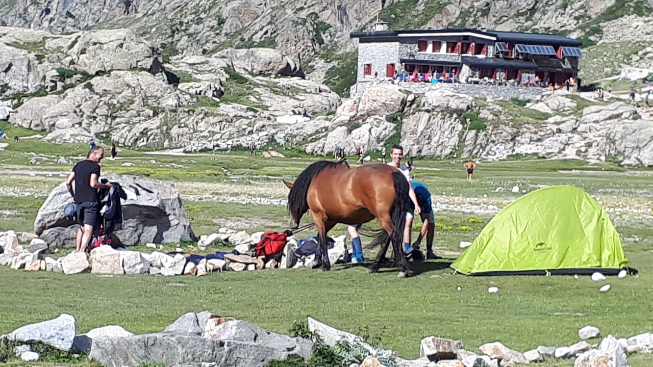лошадь в лагере - Пиренеи