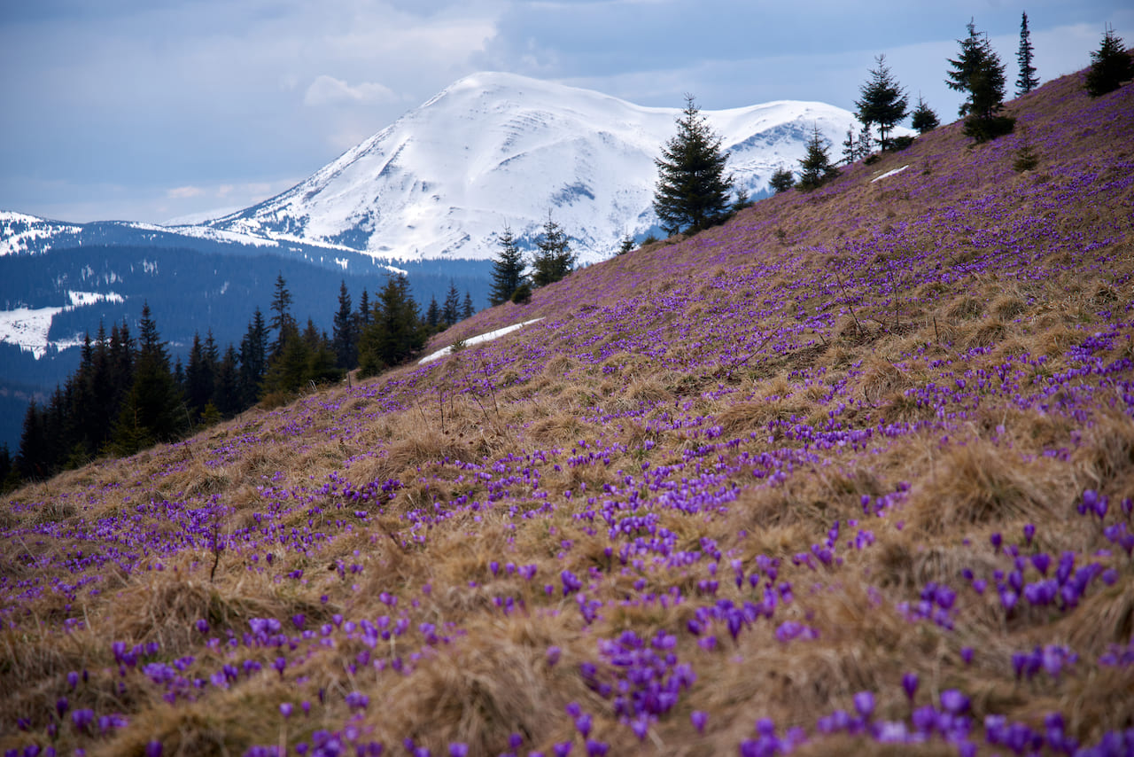 Крокуси на горі Кукул