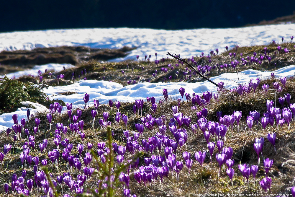 Крокуси в Карпатах