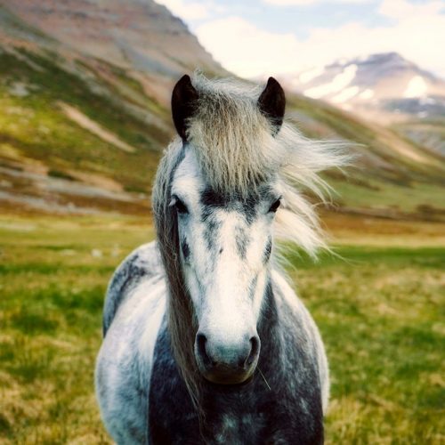 лошади в Исландии