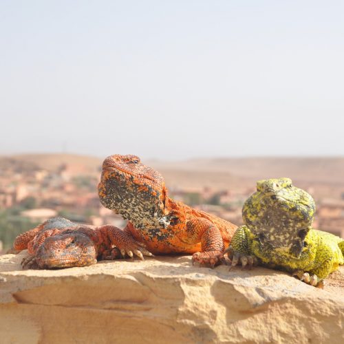 Природа Сахари ящірки
