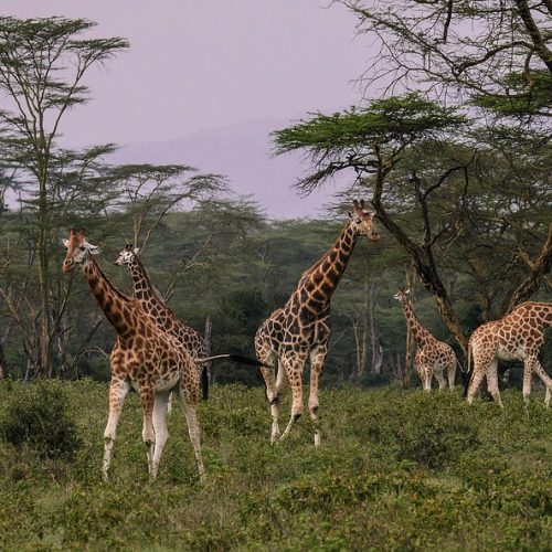 Жирафи в Кенії