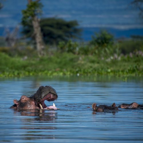 Бегемоти в Кенії