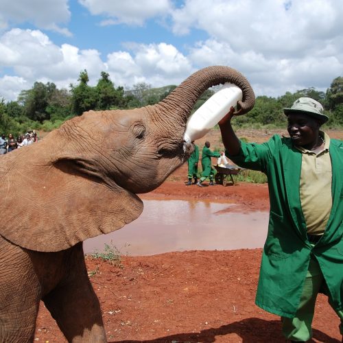 Приют для слонят в Кении
