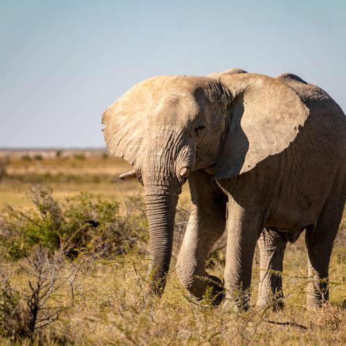 Слон в Африці