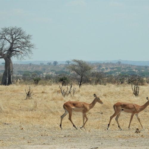 Антилопы в парке Торонгире