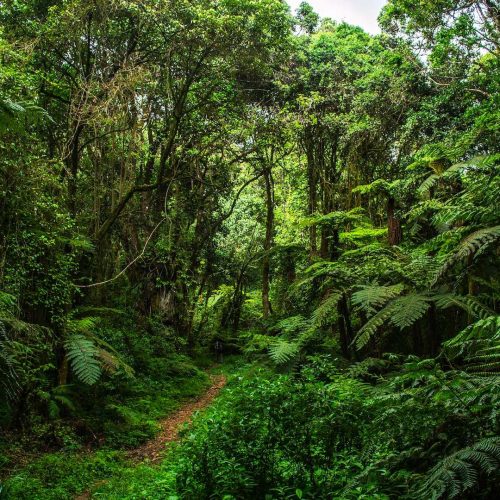 тропический лес под горой Килиманджаро