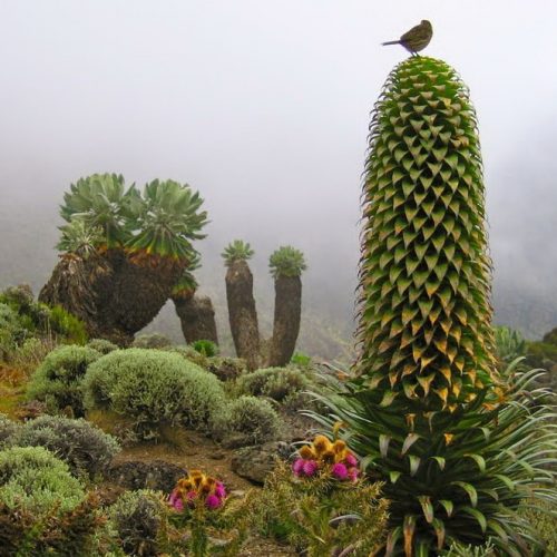 Растительность на Килиманджаро