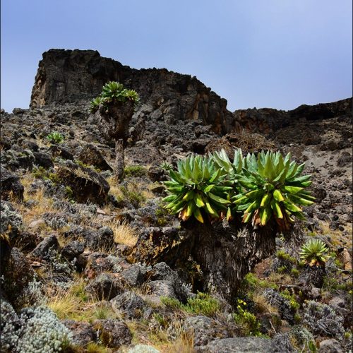 флора Килиманджаро