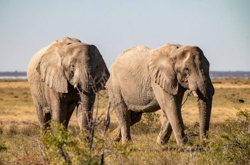 Слоны на сафари