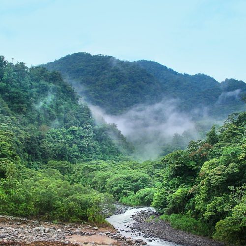 Тропический лес в Панаме