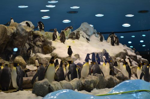 пингвины на Тенерифе - Лоропарк