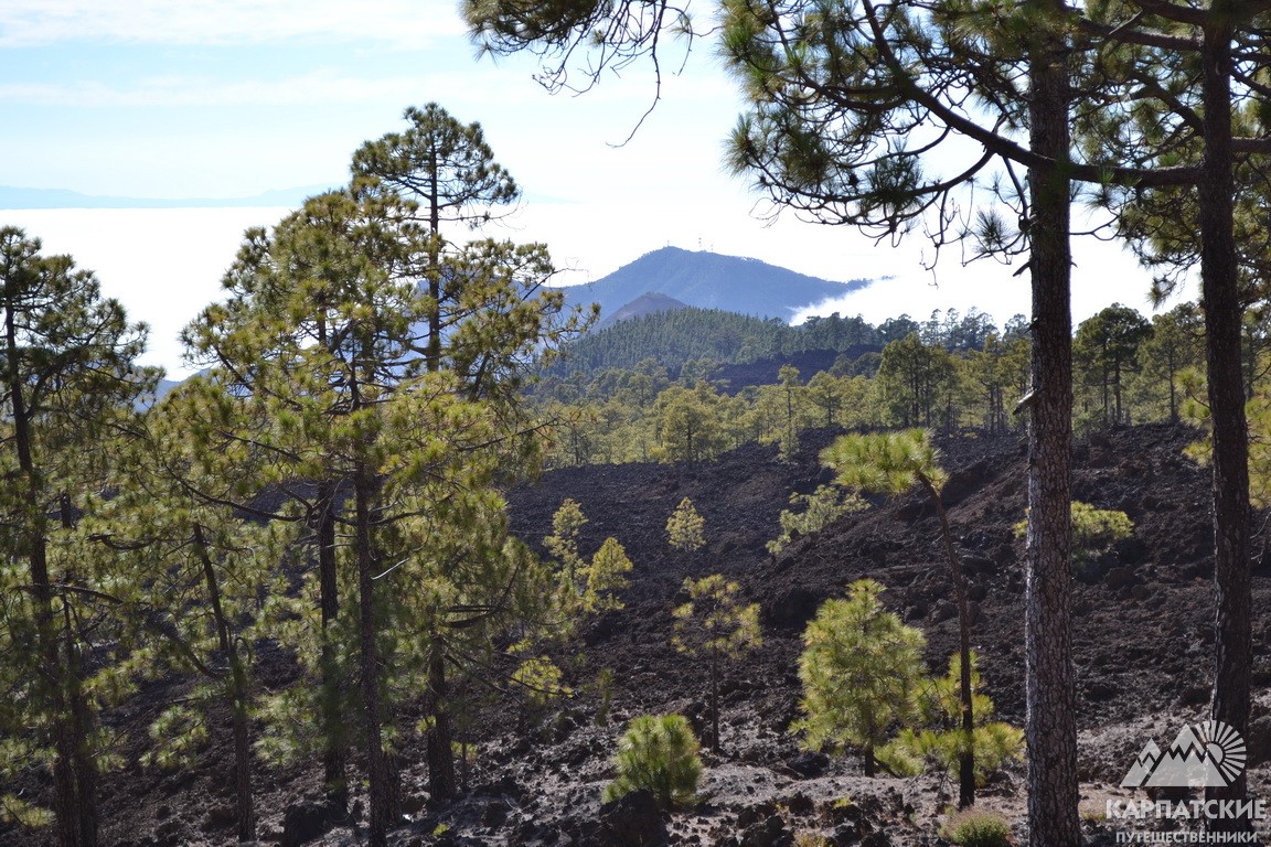 соснові ліси Канар