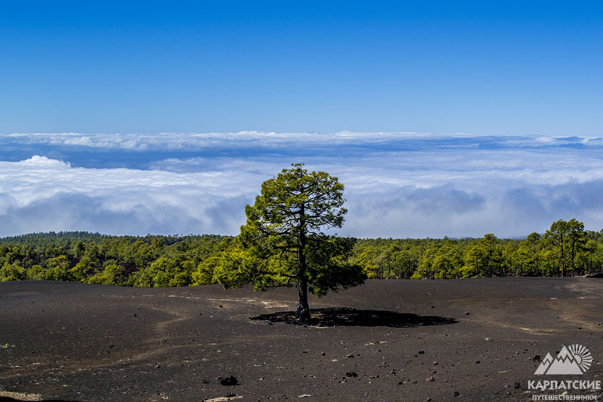сосна канарська