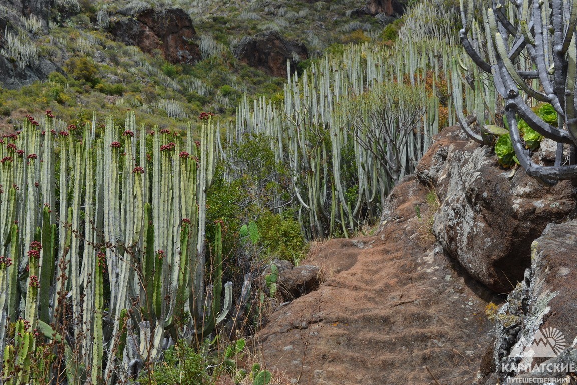 кактуси на Тенеріфе