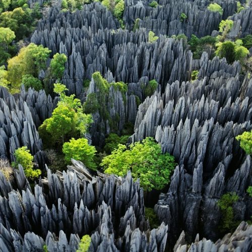 Цинги Каменный лес на Мадагаскаре