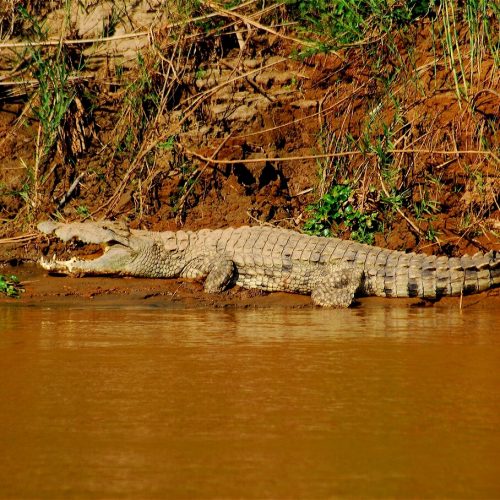 Крокодил на Цирибихине