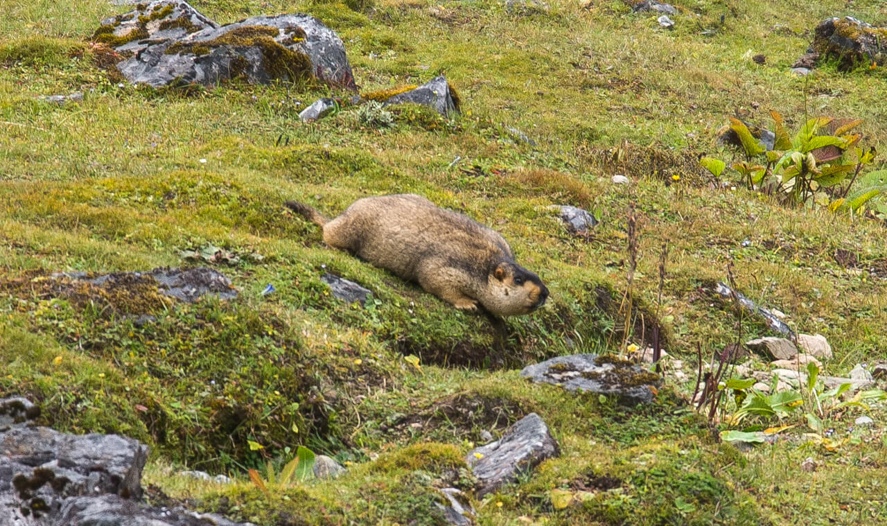 Ховрах. Фауна треку Сноумен