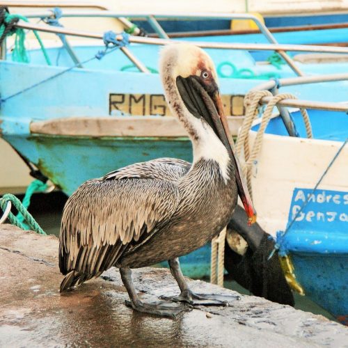 Пеликан на Галапагосах