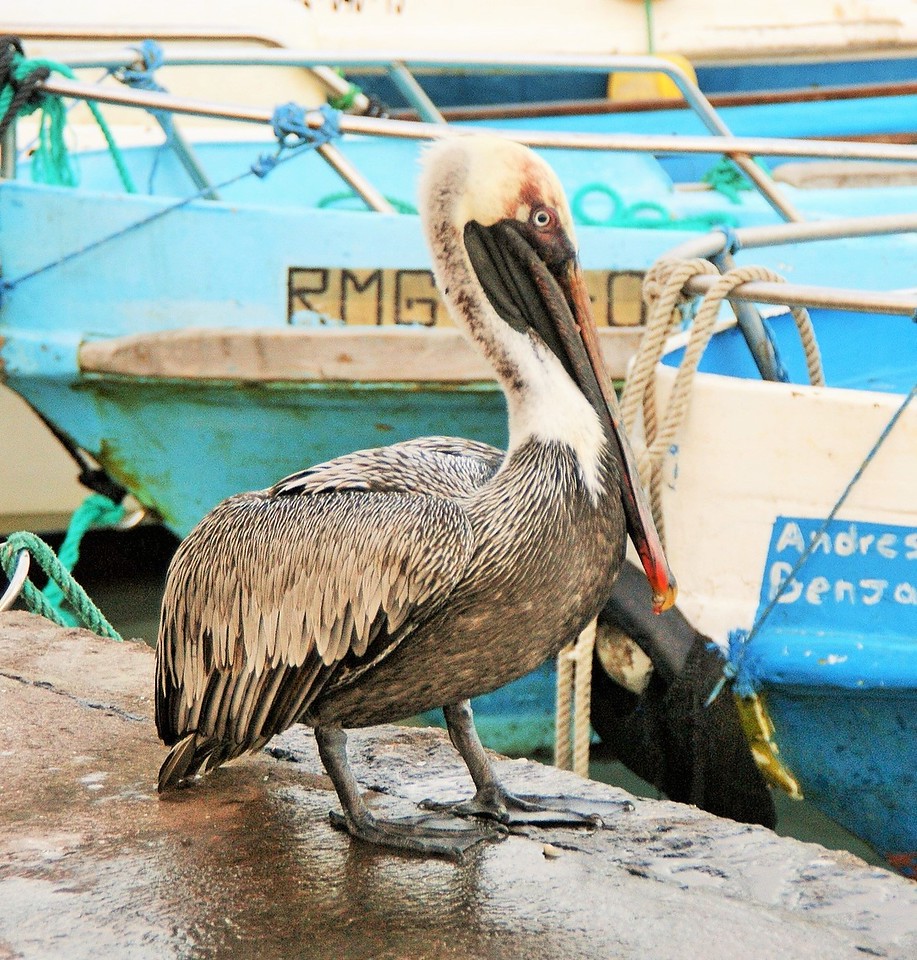 Пелікан на Галапагосах