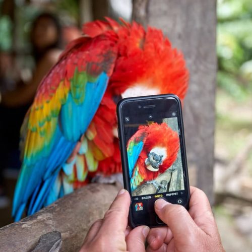 Попугай, Амазония, Эквадор