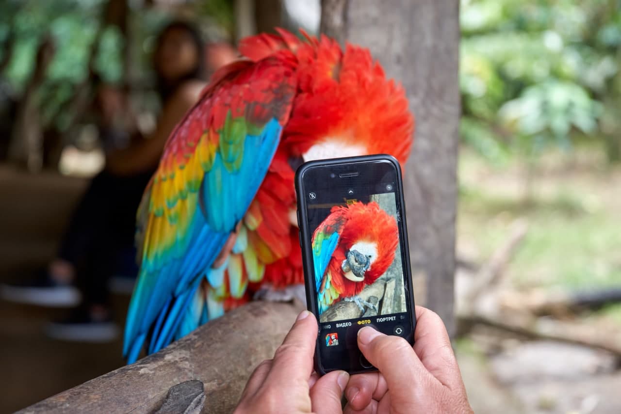 Папуга, Амазонія, Еквадор