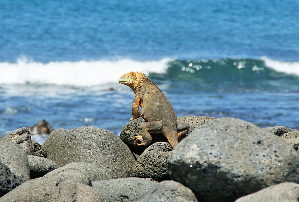 Ігуана на Галапагосах