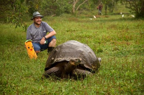 Слоновая черепаха - эндемик Галапагосских островов 