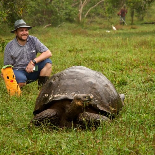 Слоновая черепаха - эндемик Галапагосских островов 