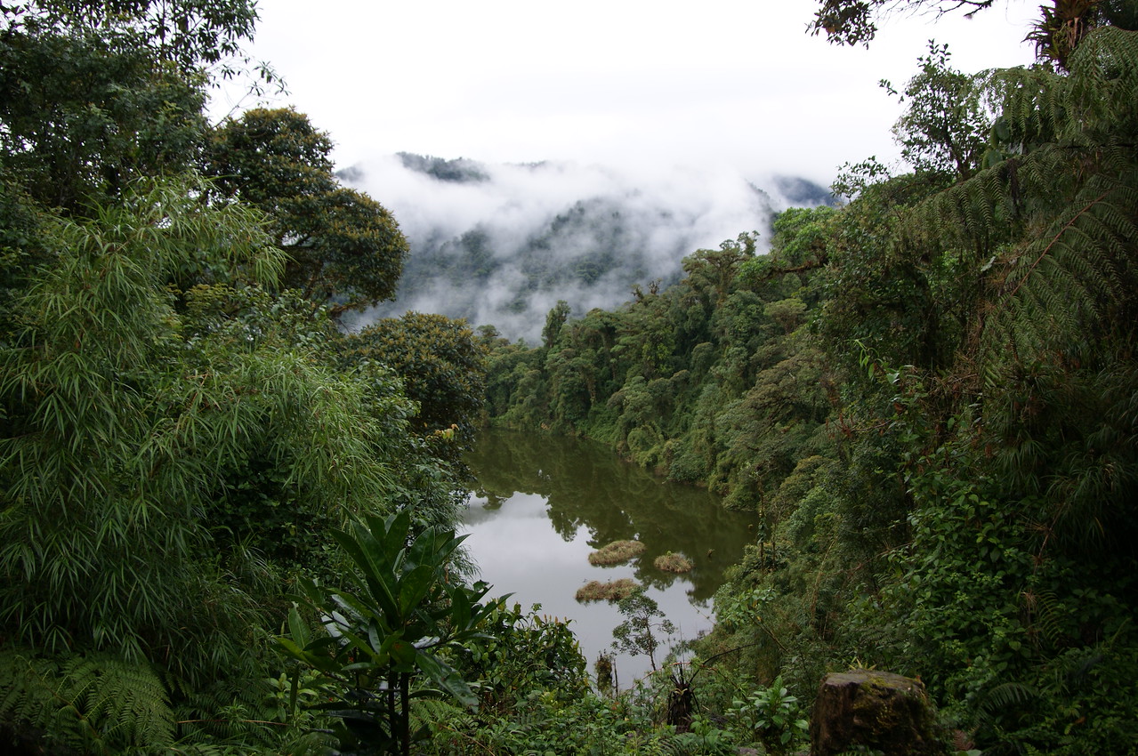 Озеро в лісі