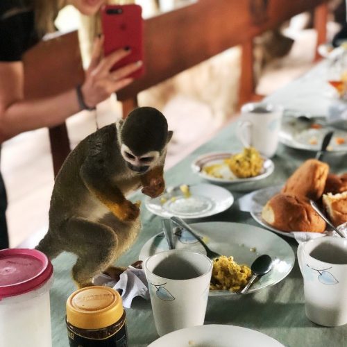 Мавпа в Еквадорі