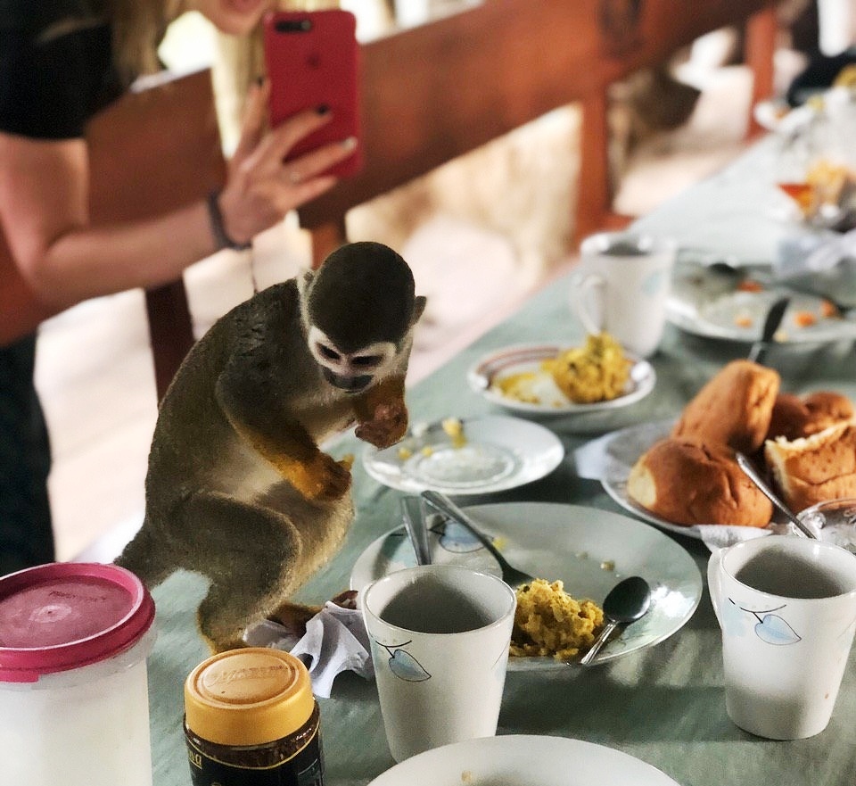 Мавпа в Еквадорі