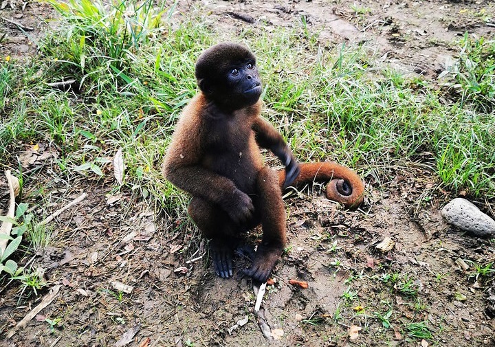 Мавпа в джунглях 