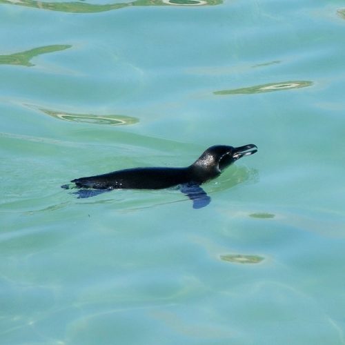 Пингвин на Галапагосах