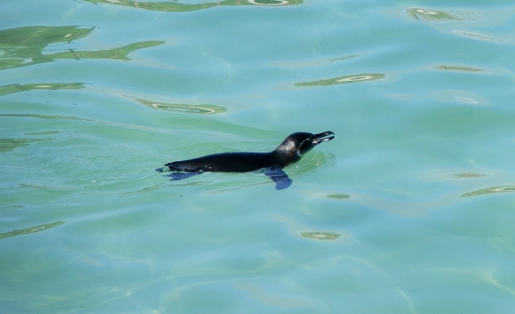Пингвин на Галапагосах
