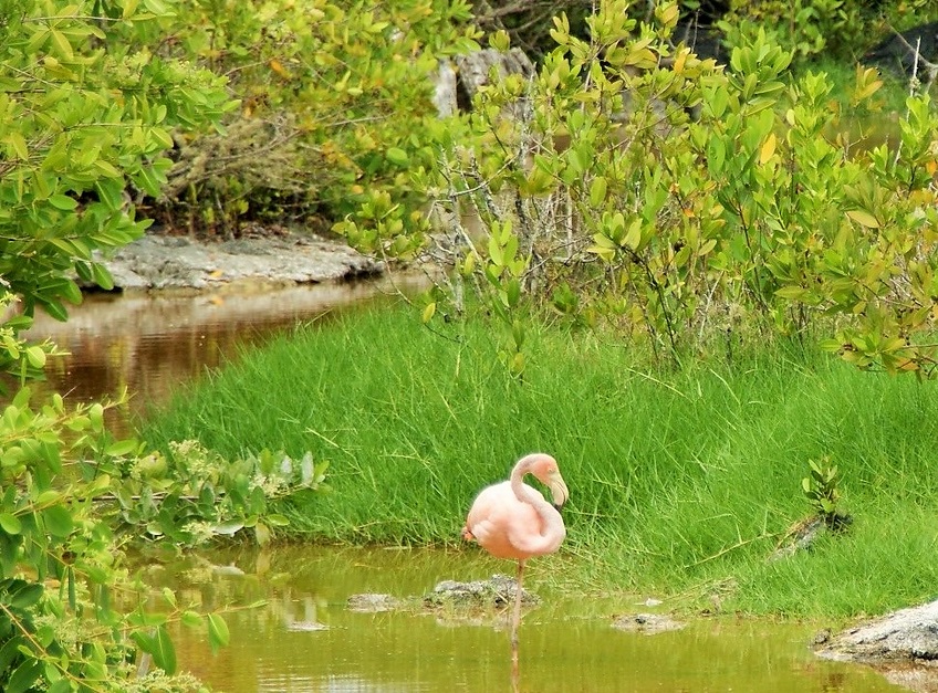 Рожевий фламінго