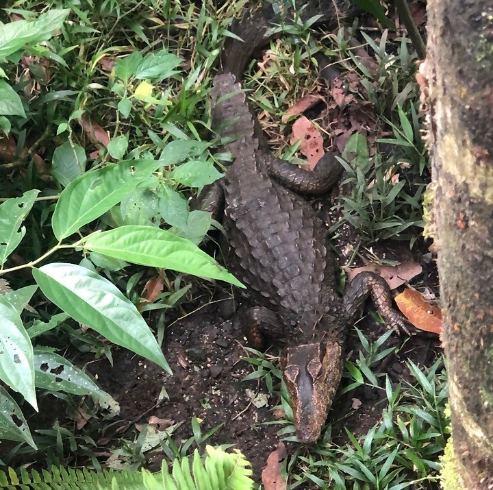 Алігатор в джунглях Амазонії