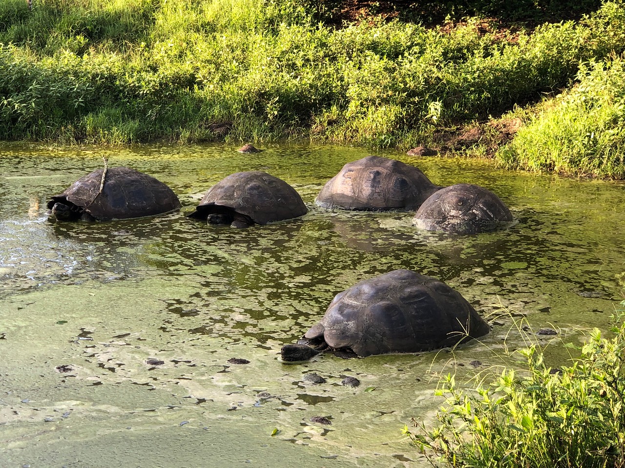 Гигантскі черепахи