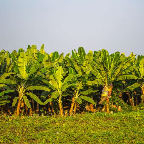 Банановые плантации в Эквадоре