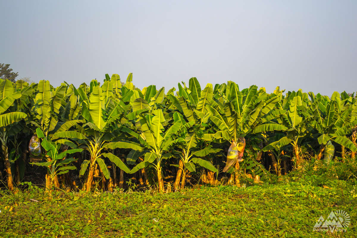 Бананові плантації в Еквадорі
