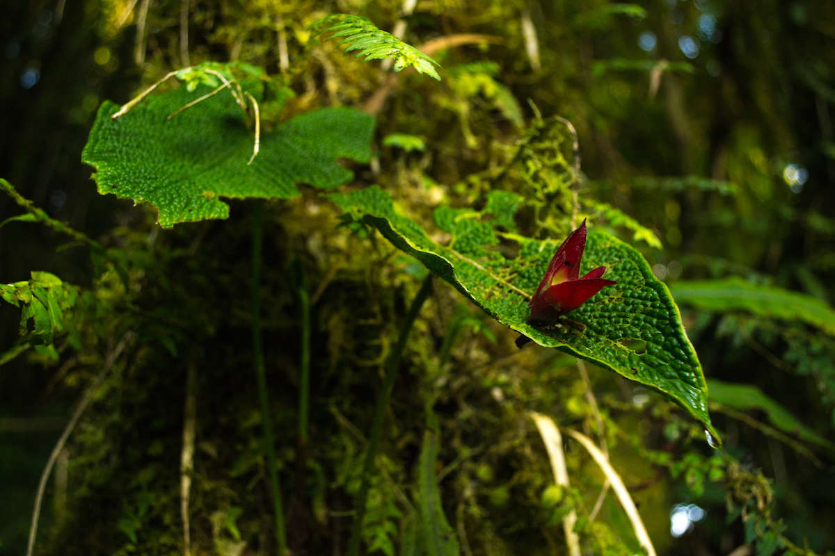 Сходження на вершину вулкана Сумако