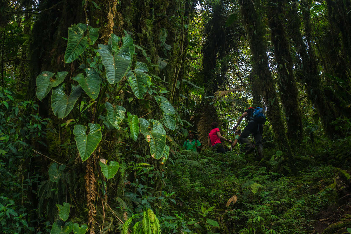 Сходження на вершину вулкана Сумако