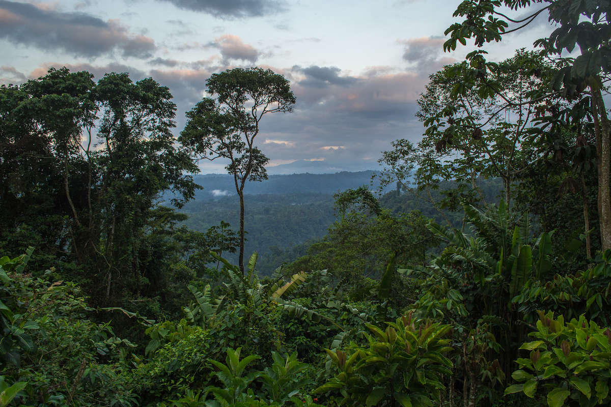 Пакто Сумако