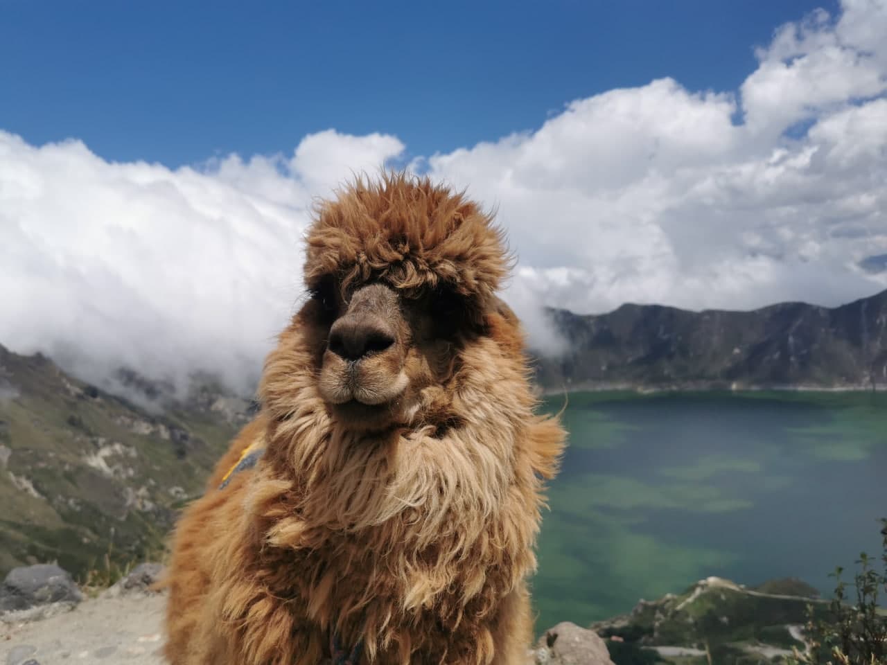 Лама біля лагуни Кілотоа, Еквадор